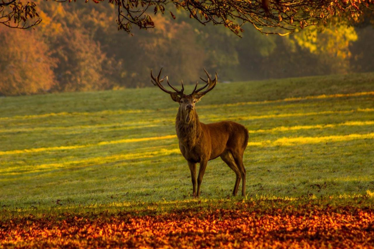 Vila Les 12 Bois Du Cerf Tailles Exteriér fotografie