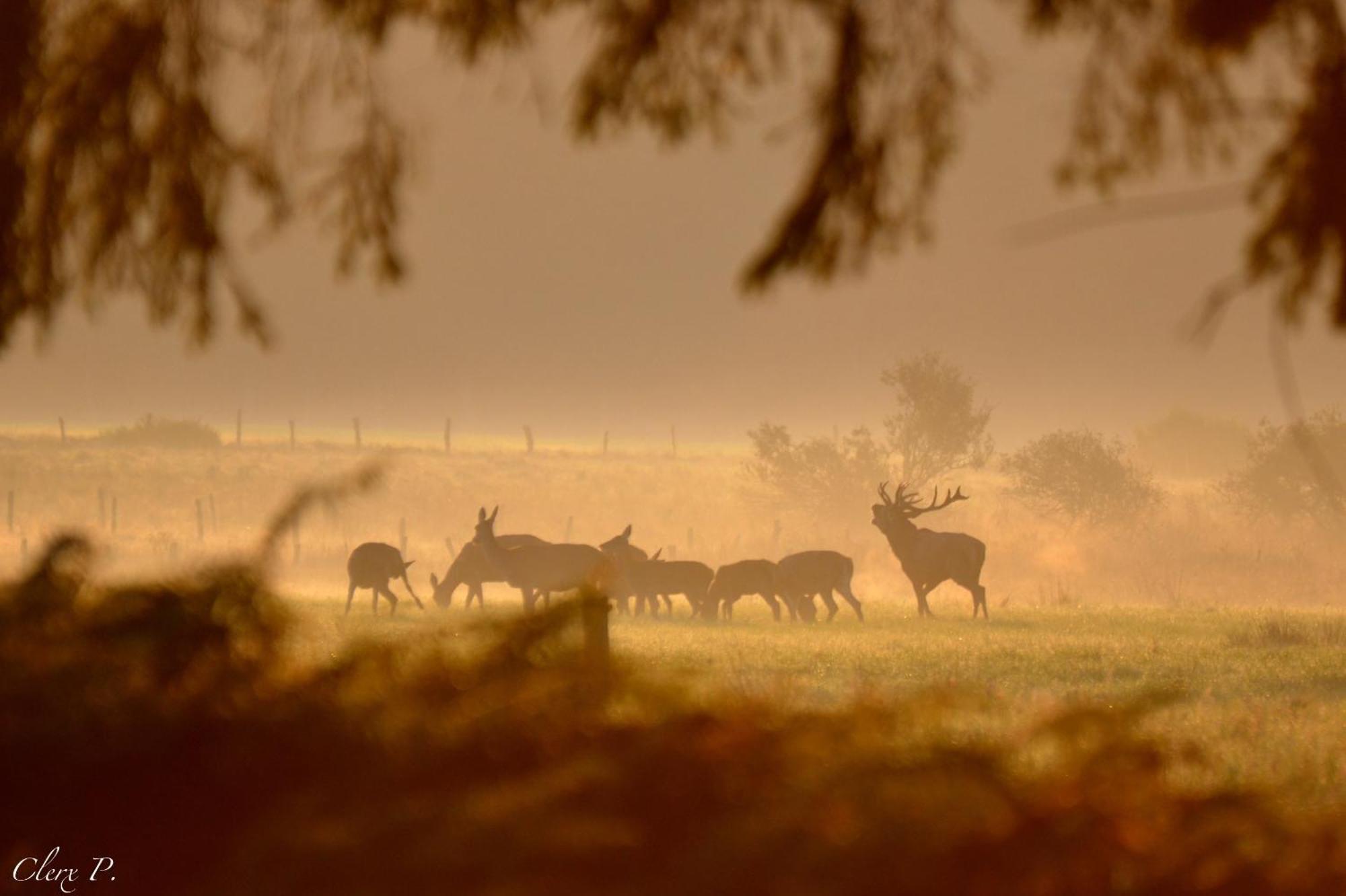 Vila Les 12 Bois Du Cerf Tailles Exteriér fotografie