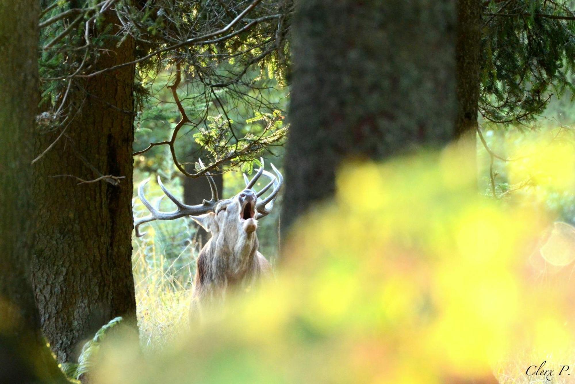 Vila Les 12 Bois Du Cerf Tailles Exteriér fotografie
